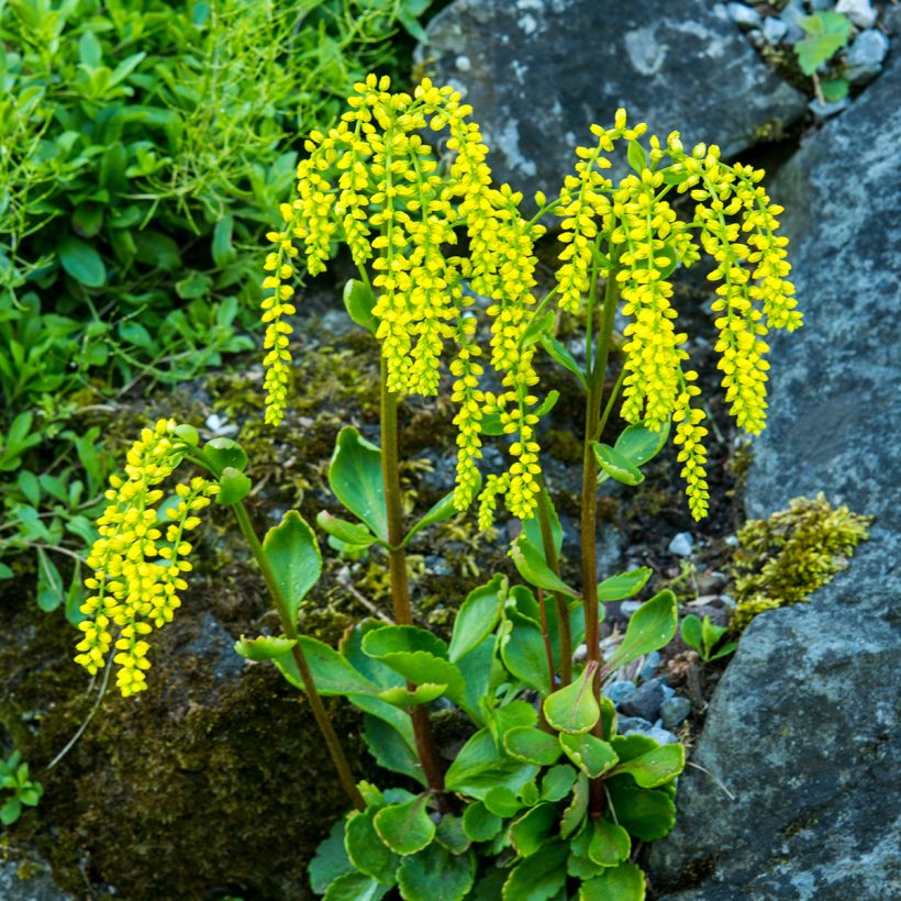 Chiastophyllum oppositifolium (Hábito)