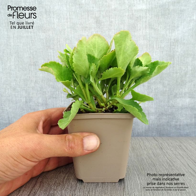 Amostra de Chiastophyllum oppositifolium Vaso de 8/9 cm tal como entregue no verão