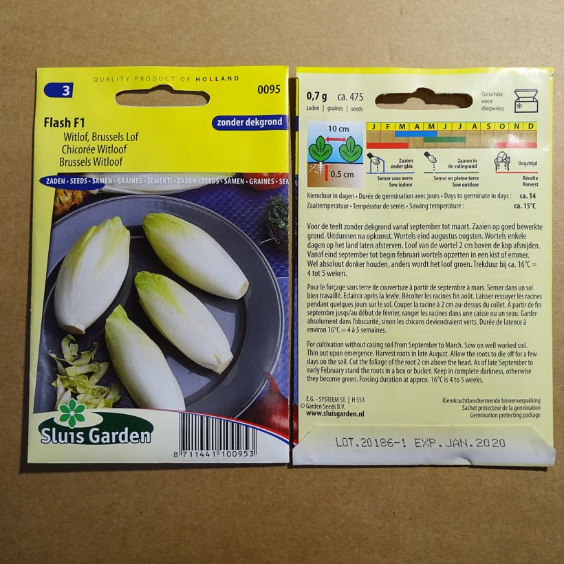 Exemplo de amostra de Chicorée Witloof (Endive) Flash F1 - Cichorium intybus foliosum per pack of 475 seeds tal como entregue