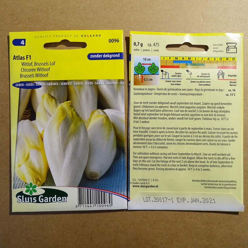 Exemplo de amostra de Chicorée endive Witloof Atlas F1 per pack of 475 seeds (0.7g) tal como entregue