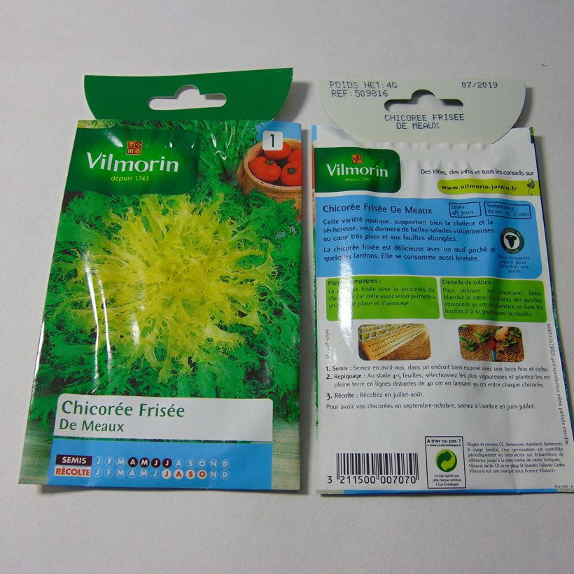 Exemplo de amostra de Chicorée frisée Fine de Meaux - Vilmorin per pack of 2400 seeds (4g) tal como entregue