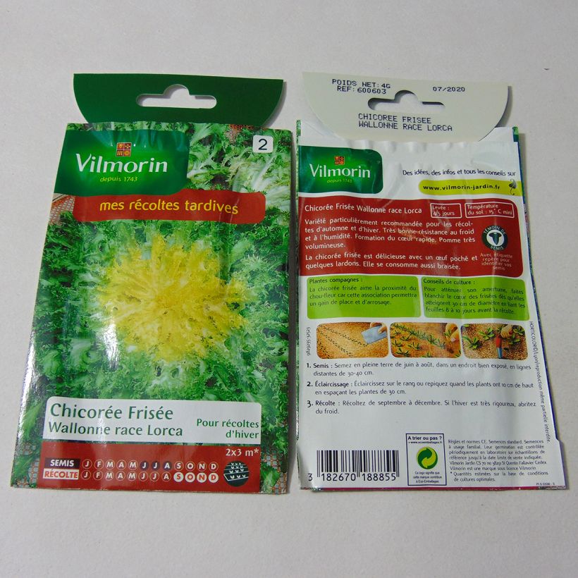 Exemplo de amostra de Chicorée frisée Wallonne race Lorca - Vilmorin per pack of 2400 seeds (4g) tal como entregue