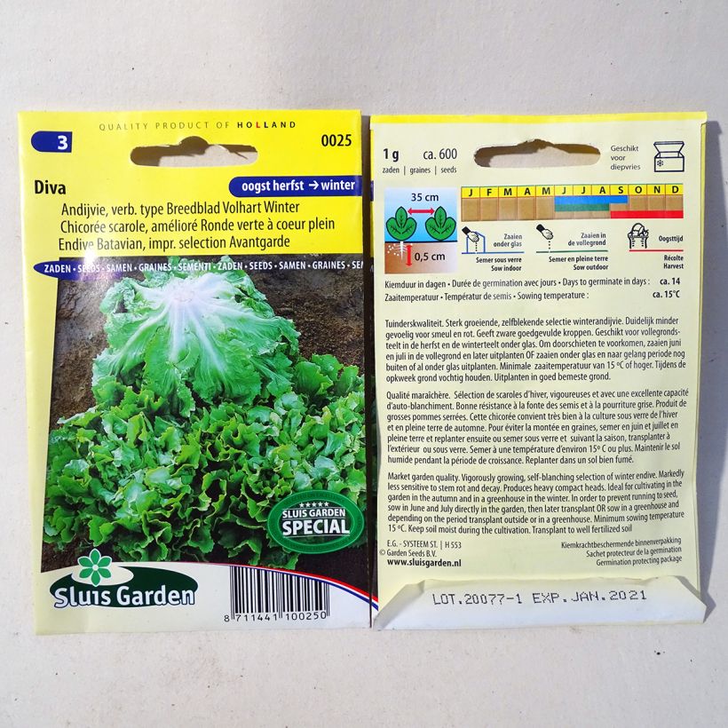 Exemplo de amostra de Chicorée scarole Diva - Cichorium endivia var. latifolium per pack of 600 seeds (1g) tal como entregue