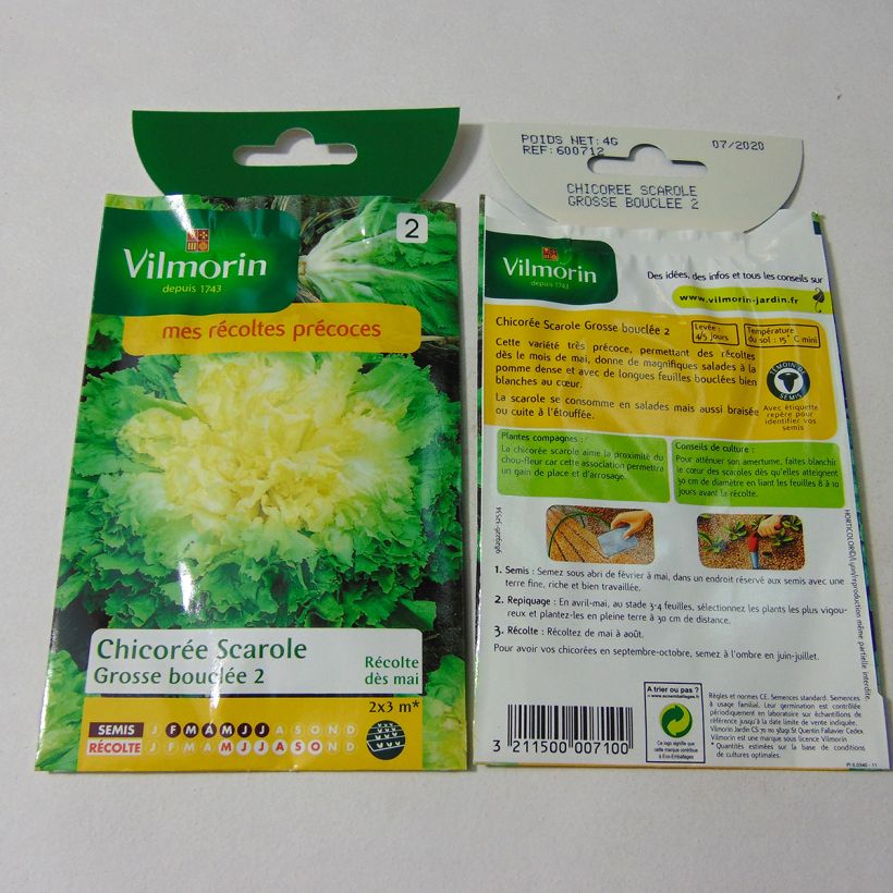 Exemplo de amostra de Chicorée scarole Grosse bouclée 2 - Vilmorin die Tüte mit 2400 Samen (4g) tal como entregue