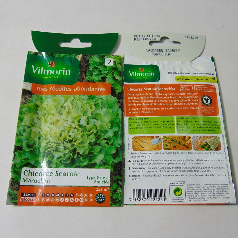 Exemplo de amostra de Chicorée scarole Maruschka (remplace Catalane) - Vilmorin per pack of 1200 seeds (2g) tal como entregue