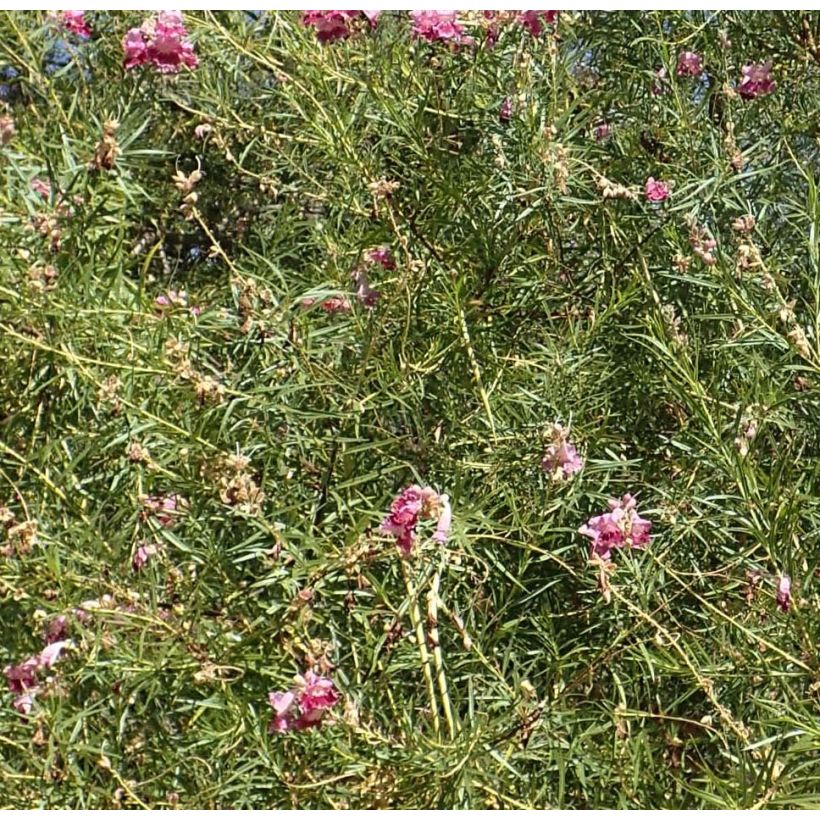 Chilopsis linearis (Folhagem)