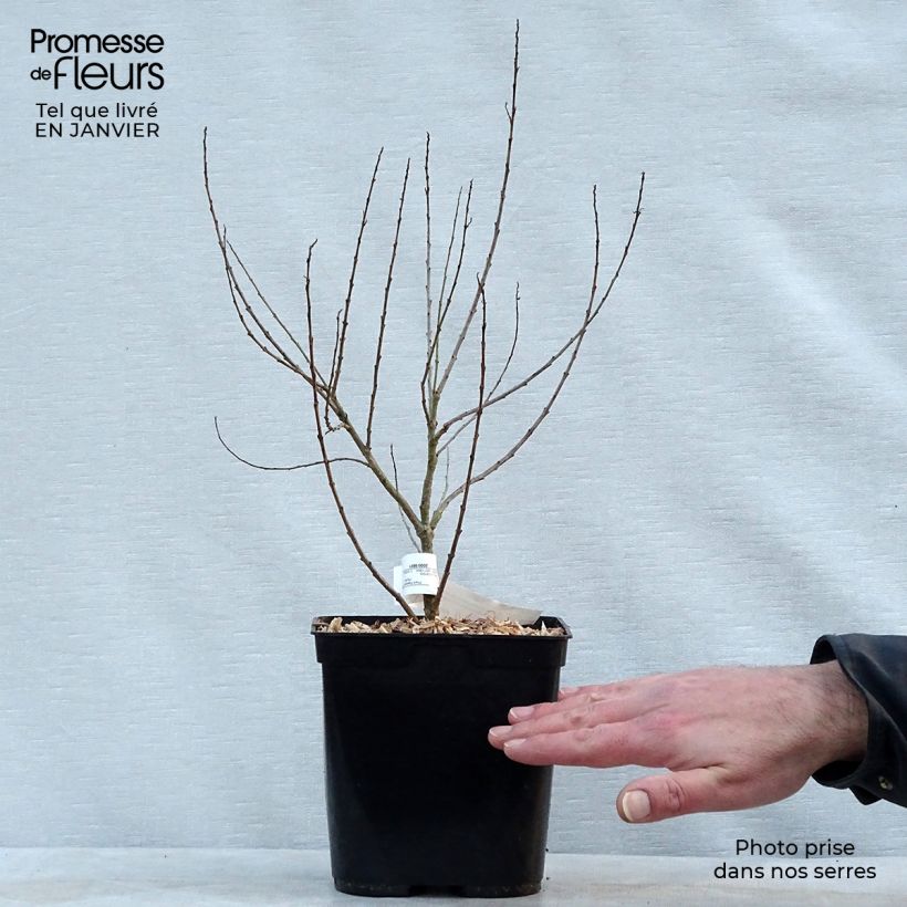 Amostra de Chilopsis linearis - Saule du désert Vaso de 3 L/4 L tal como entregue no inverno