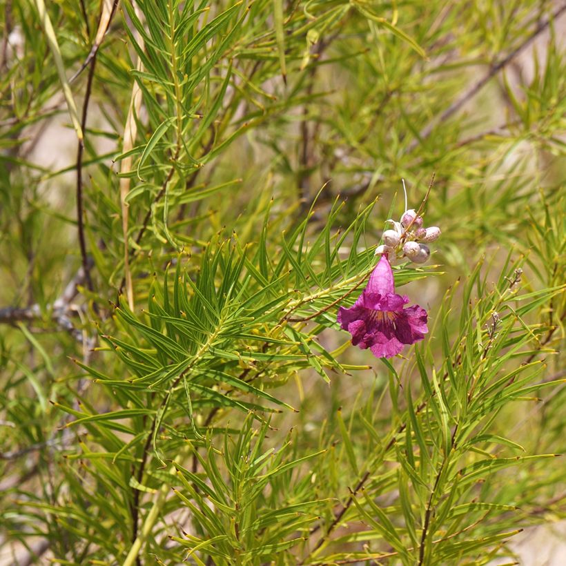 Chilopsis linearis Burgundy (Folhagem)