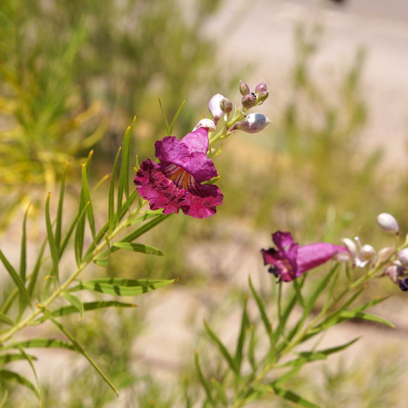 Chilopsis linearis Burgundy (Floração)