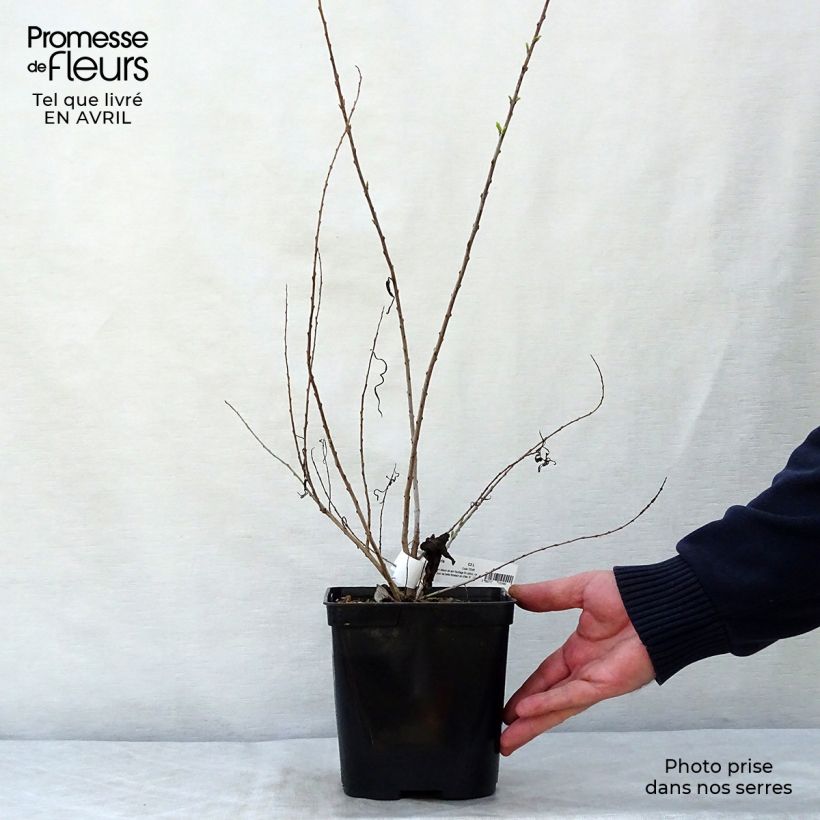 Amostra de Chilopsis linearis Vaso de 3 L/4 L tal como entregue na primavera