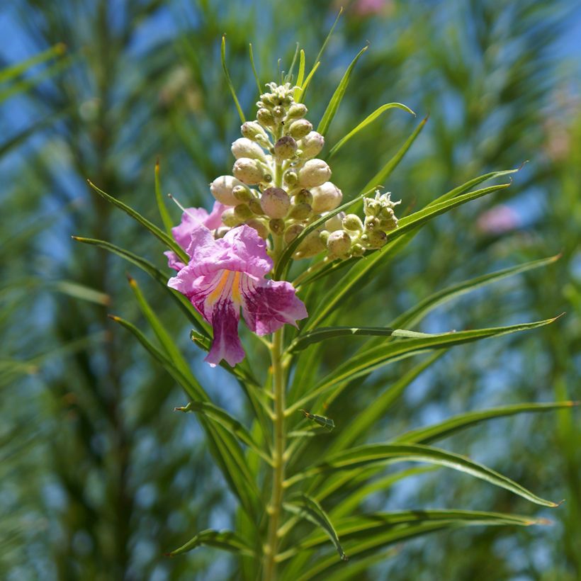 Chilopsis linearis (Folhagem)