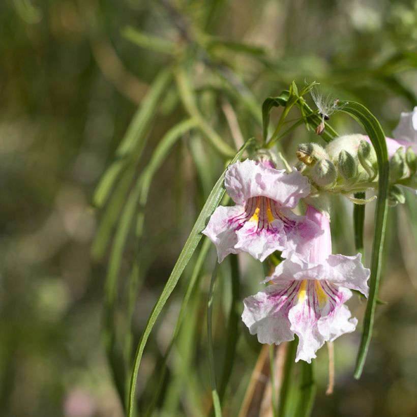 Chilopsis linearis (Floração)