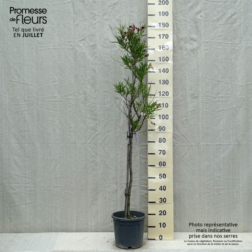 Amostra de Chilopsis linearis Vaso de 12 L/15 L tal como entregue no verão