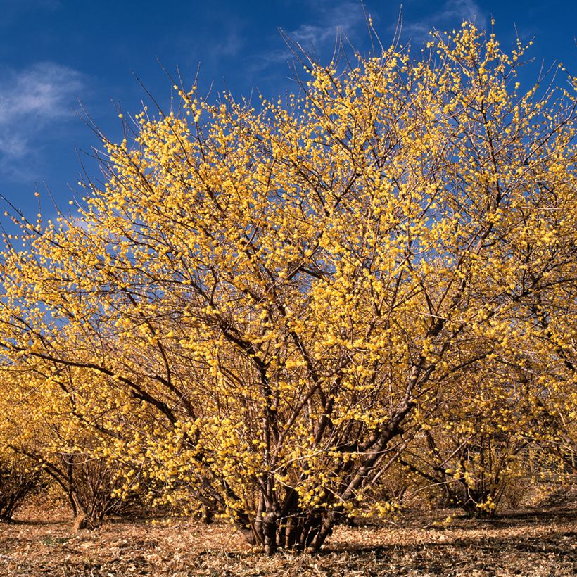 Chimonanthus praecox (Hábito)