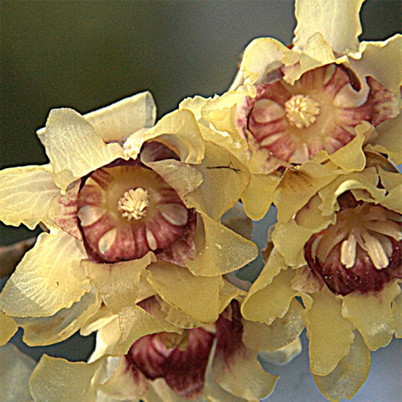 Chimonanthus praecox Grandiflorus (Floração)