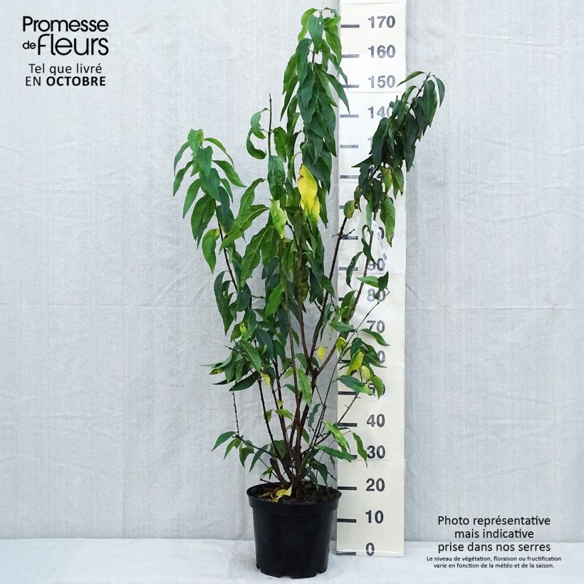 Amostra de Chimonanthus praecox Grandiflorus Vaso de 7,5 L/10 L tal como entregue no outono