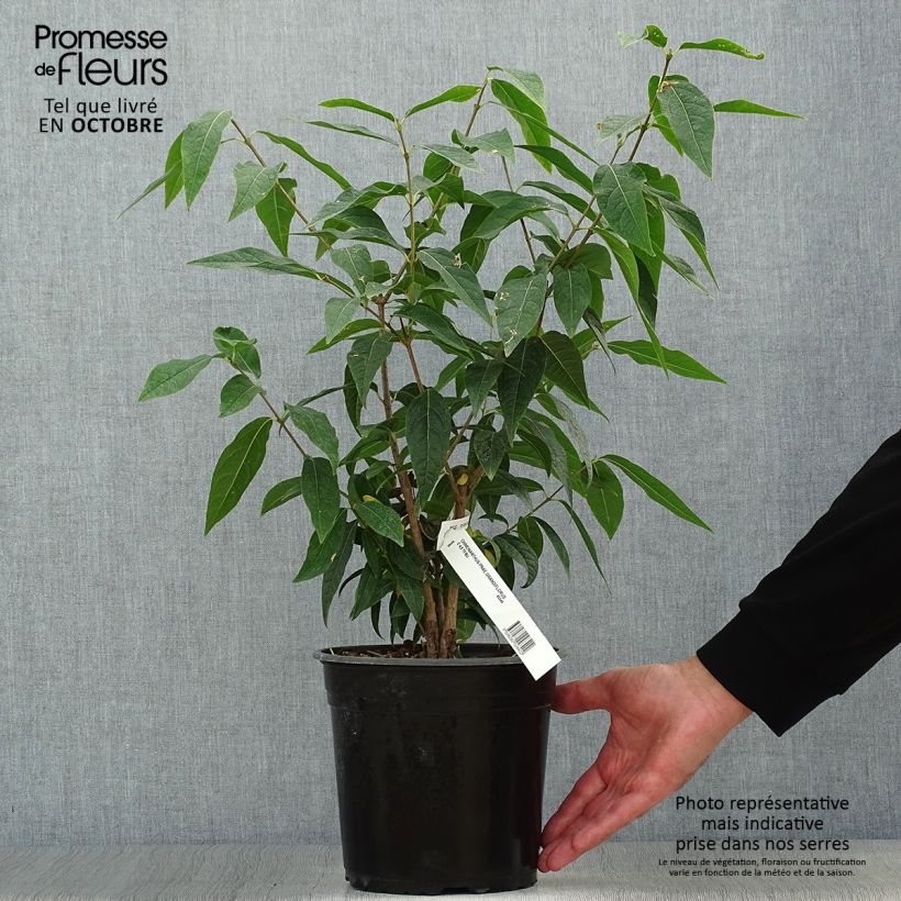 Amostra de Chimonanthus praecox Grandiflorus Vaso de 4 L/5 L, Arbusto tal como entregue no outono