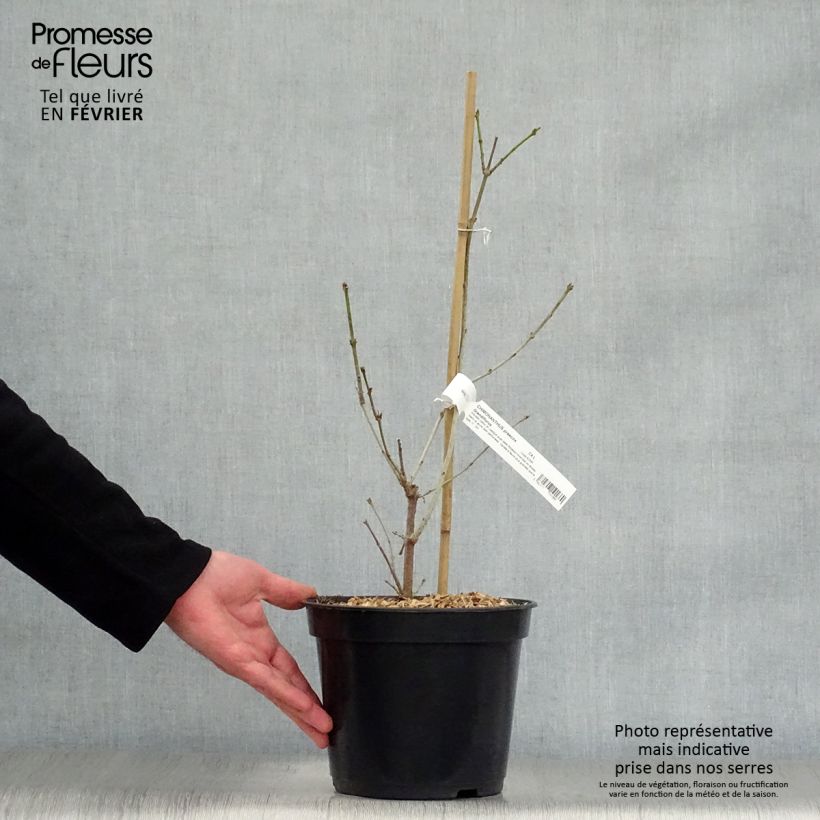 Amostra de Chimonanthus praecox Grandiflorus Vaso de 4 L/5 L tal como entregue no inverno