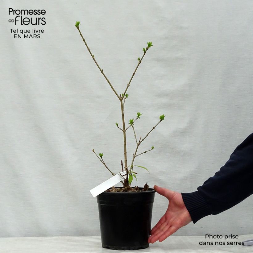 Amostra de Chimonanthus praecox Grandiflorus Vaso de 4 L/5 L, Arbusto tal como entregue na primavera