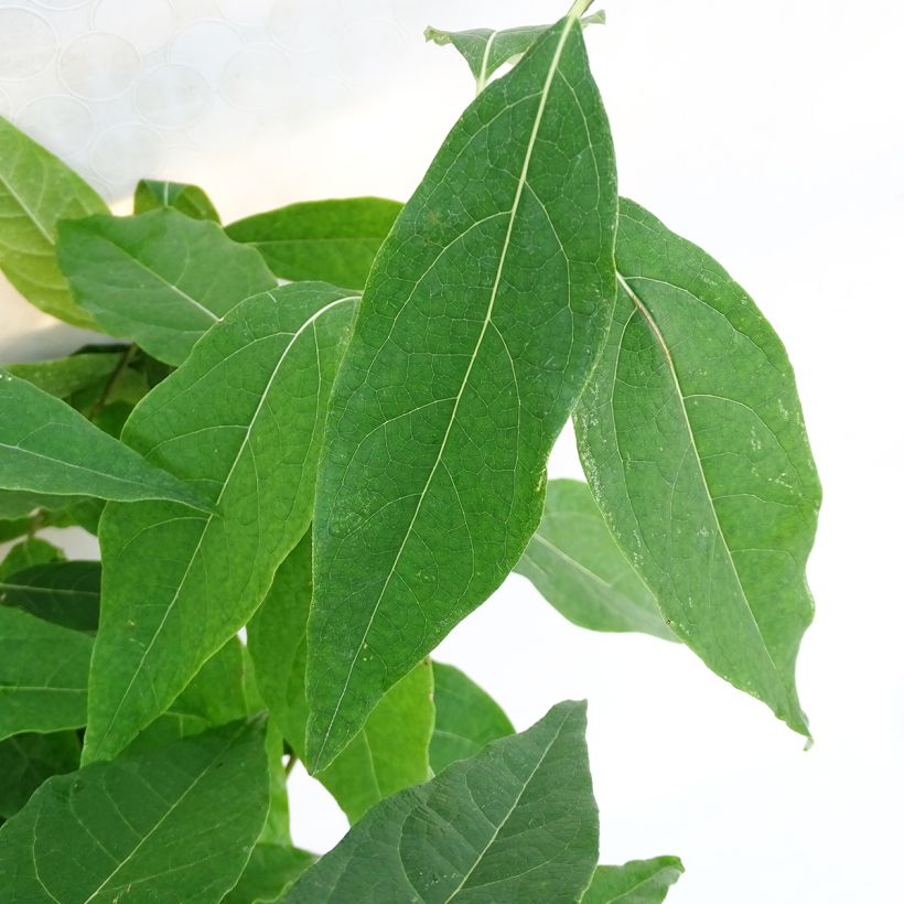 Chimonanthus praecox Grandiflorus (Folhagem)