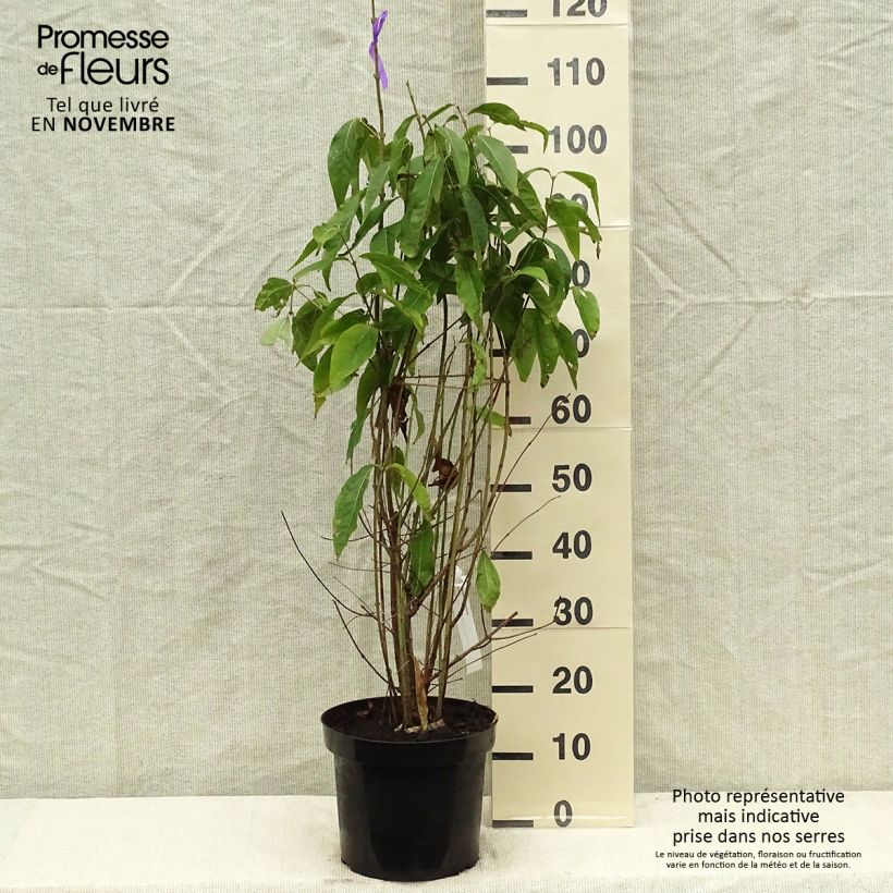 Amostra de Chimonanthus praecox Vaso de 7,5 L/10 L tal como entregue no outono