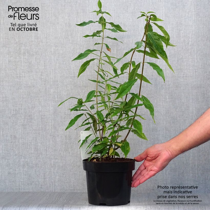 Amostra de Chimonanthus praecox Vaso de 3 L/4 L tal como entregue no outono
