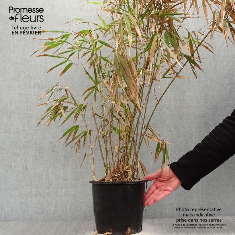 Amostra de Chimonobambusa quadrangularis - Bambou moyen Vaso de 4 L/5 L tal como entregue no inverno
