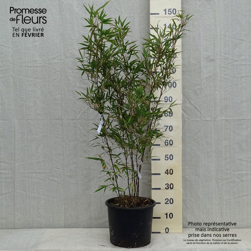 Amostra de Chimonobambusa tumidissinoda Macrophylla - Bambou moyen Vaso de 12 L/15 L tal como entregue no inverno
