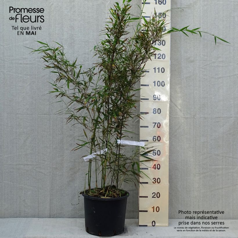 Amostra de Chimonobambusa tumidissinoda Macrophylla Vaso de 12 L/15 L tal como entregue na primavera