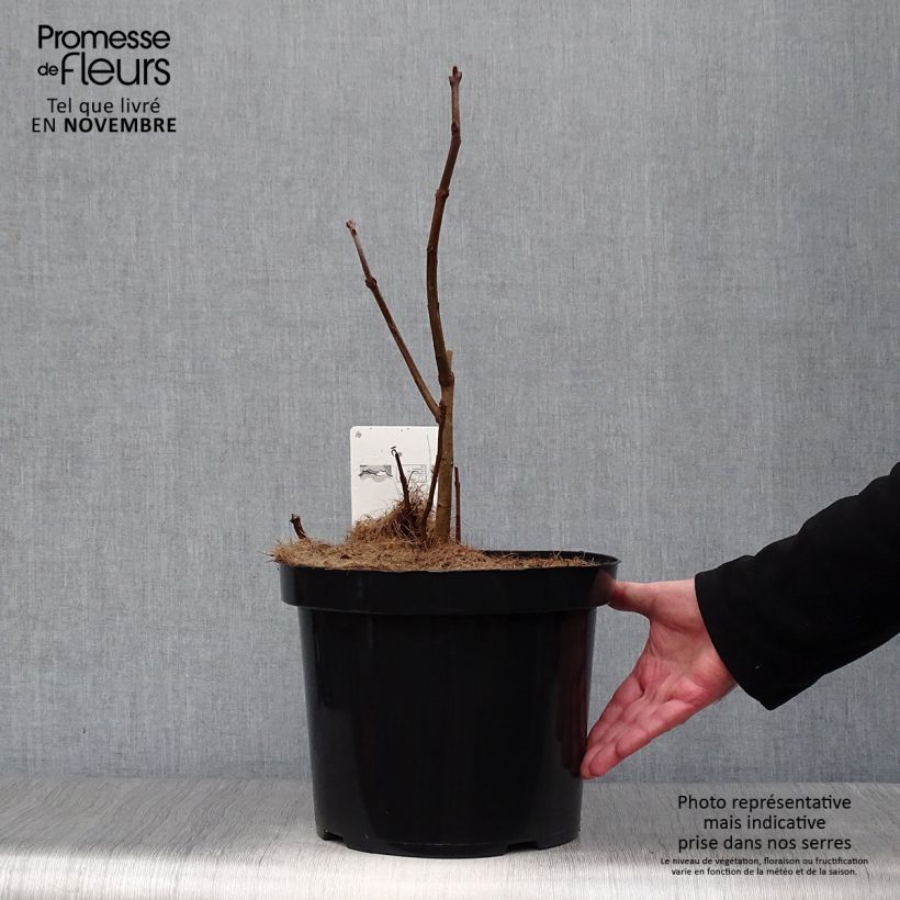 Amostra de Chionanthus virginicus Vaso de 4 L/5 L tal como entregue no outono