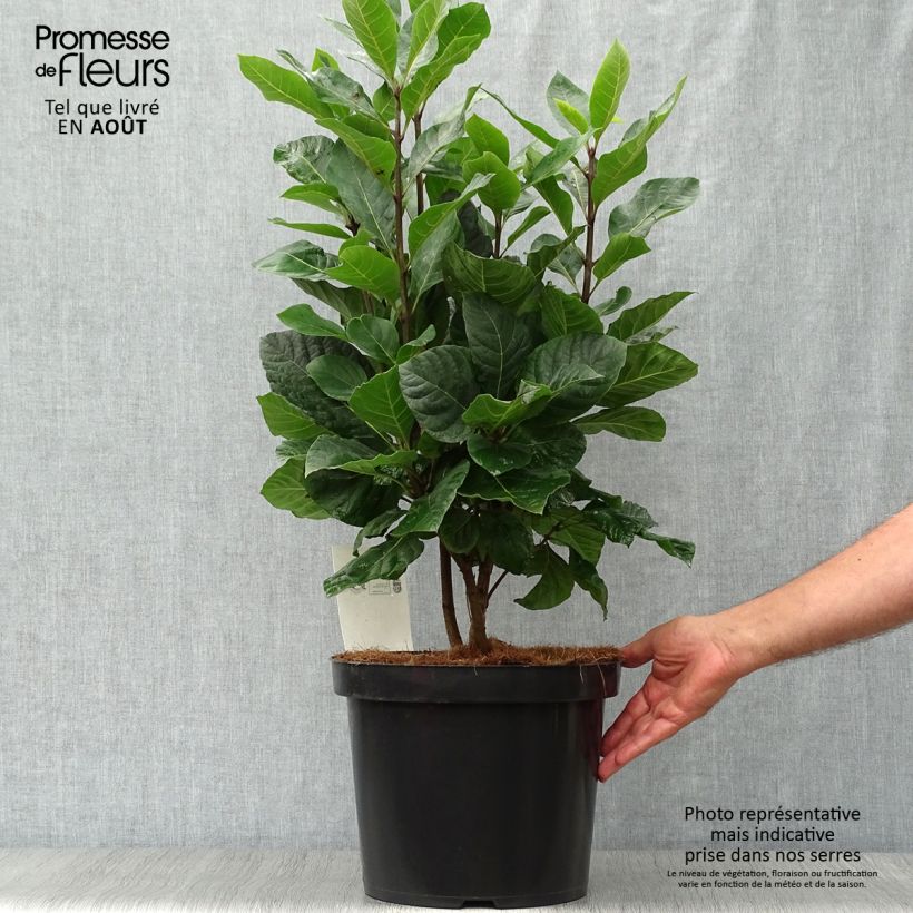 Amostra de Chionanthus virginicus Vaso de 4 L/5 L tal como entregue no verão