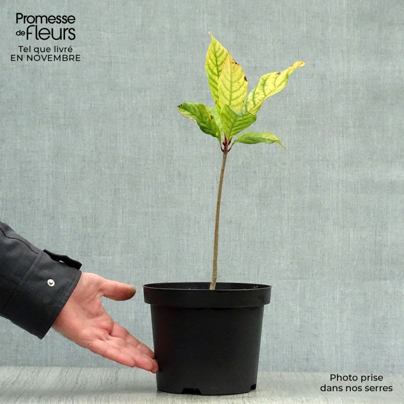Amostra de Chionanthus virginicus Vaso de 2 L/3 L tal como entregue no outono