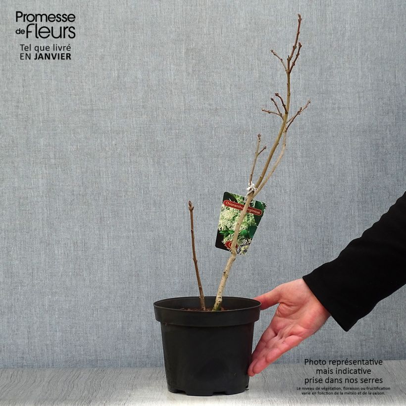 Amostra de Chionanthus virginicus - Arbre de neige Vaso de 2 L/3 L tal como entregue no inverno