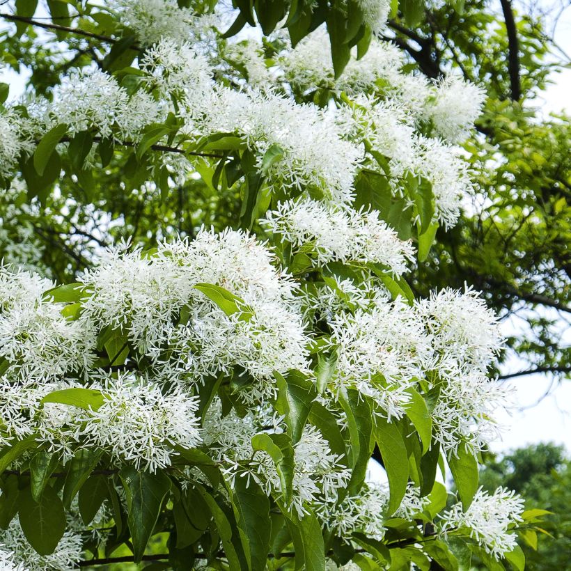 Chionanthus retusus (Floração)