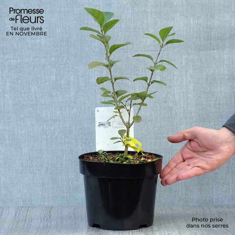 Amostra de Chionanthus retusus Vaso de 3 L/4 L tal como entregue no outono
