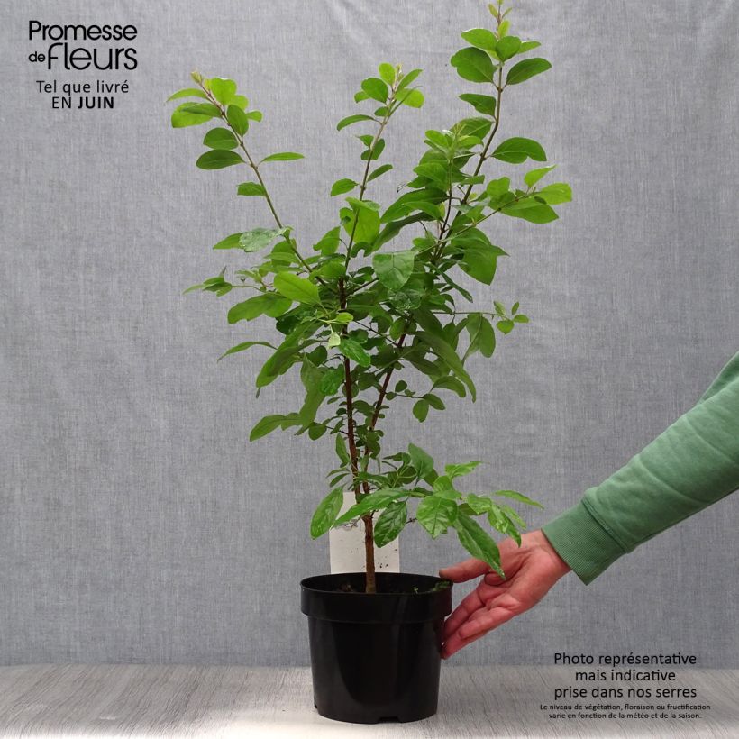 Amostra de Chionanthus retusus Vaso de 3 L/4 L tal como entregue no verão