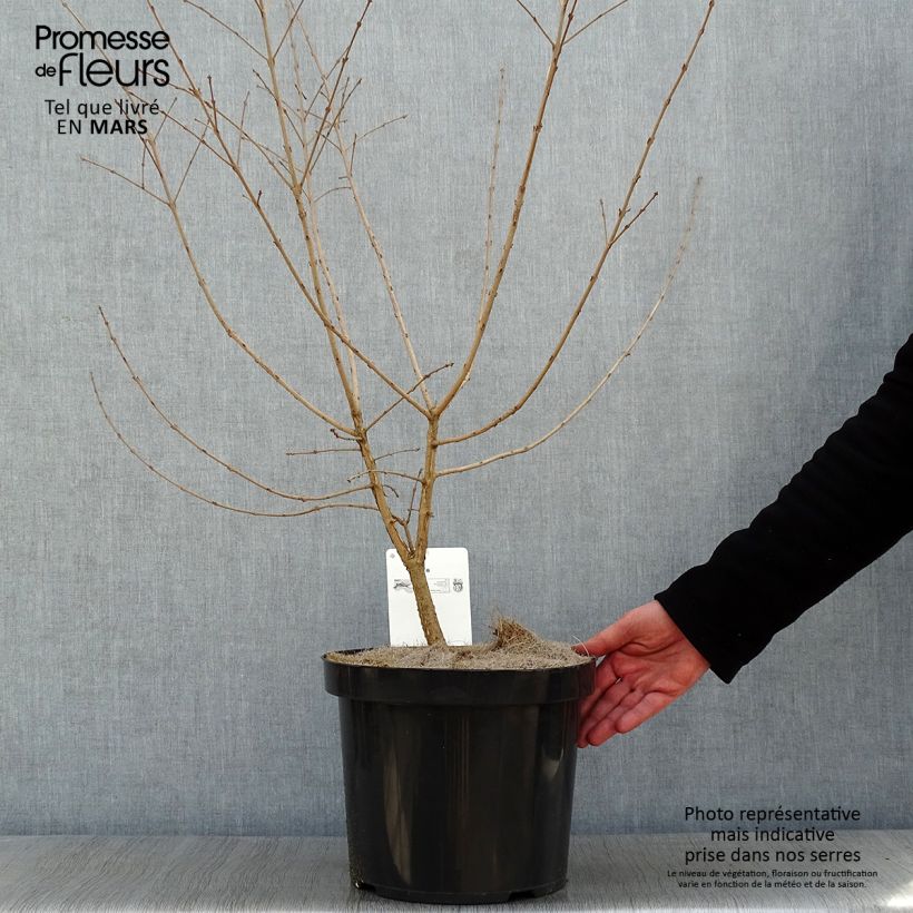 Amostra de Chionanthus retusus - Arbre de neige Vaso de 7,5 L/10 L tal como entregue no inverno