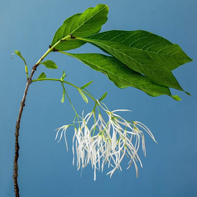 Chionanthus virginicus (Floração)