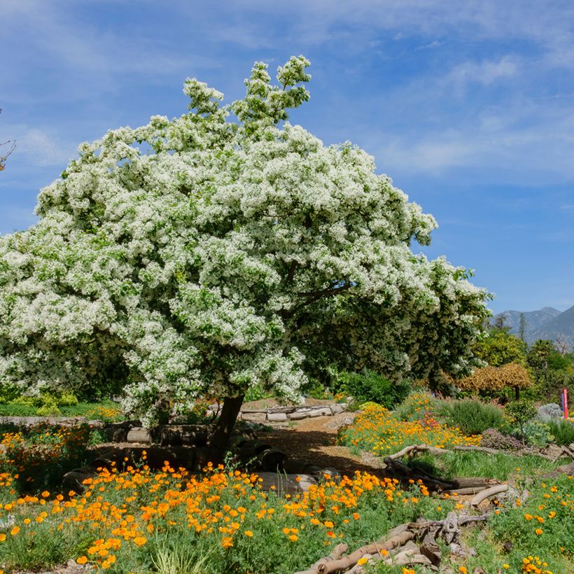 Chionanthus virginicus (Hábito)