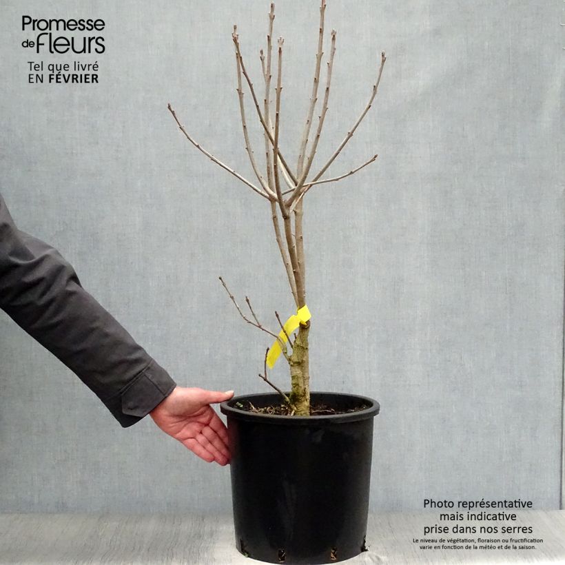 Amostra de Chionanthus virginicus - Arbre de neige Vaso de 12 L/15 L tal como entregue no inverno