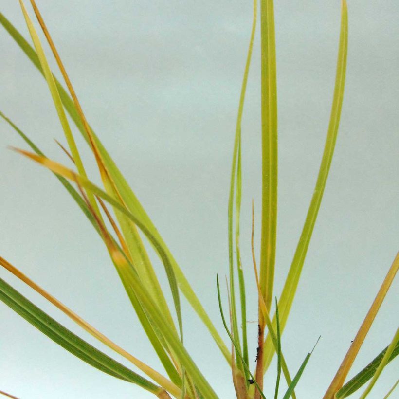 Chionochloa conspicua (Folhagem)