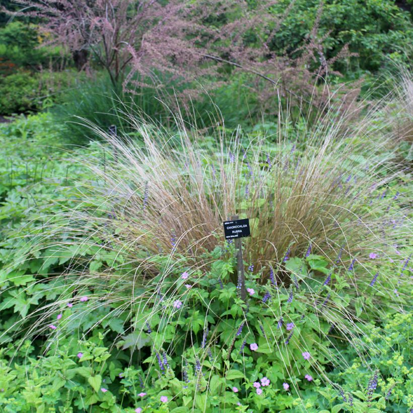 Chionochloa rubra (Hábito)
