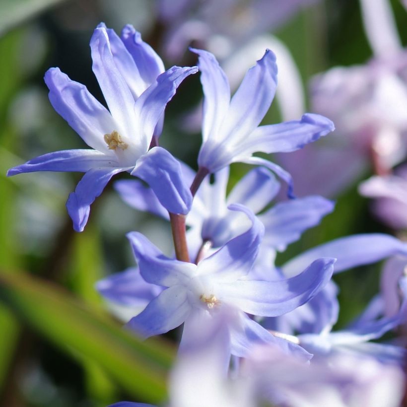 Chionodoxa forbesii Mix em sementes (Floração)