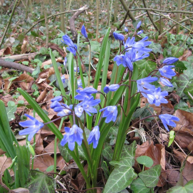 Chionodoxa forbesii (Hábito)
