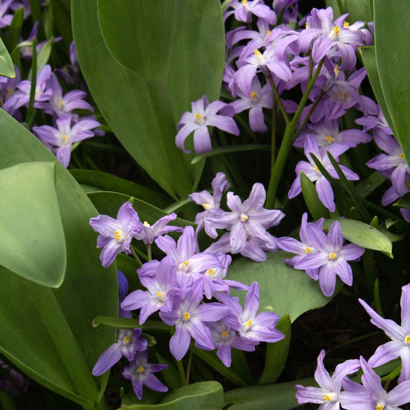 Chionodoxa forbesii Violet Beauty (Hábito)