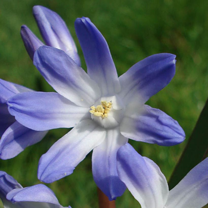 Scilla luciliae - Glória-da-neve (Floração)