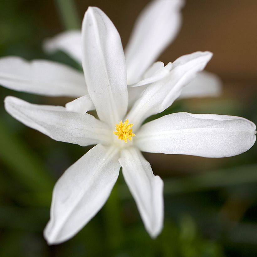 Chionodoxa luciliae Alba (Floração)
