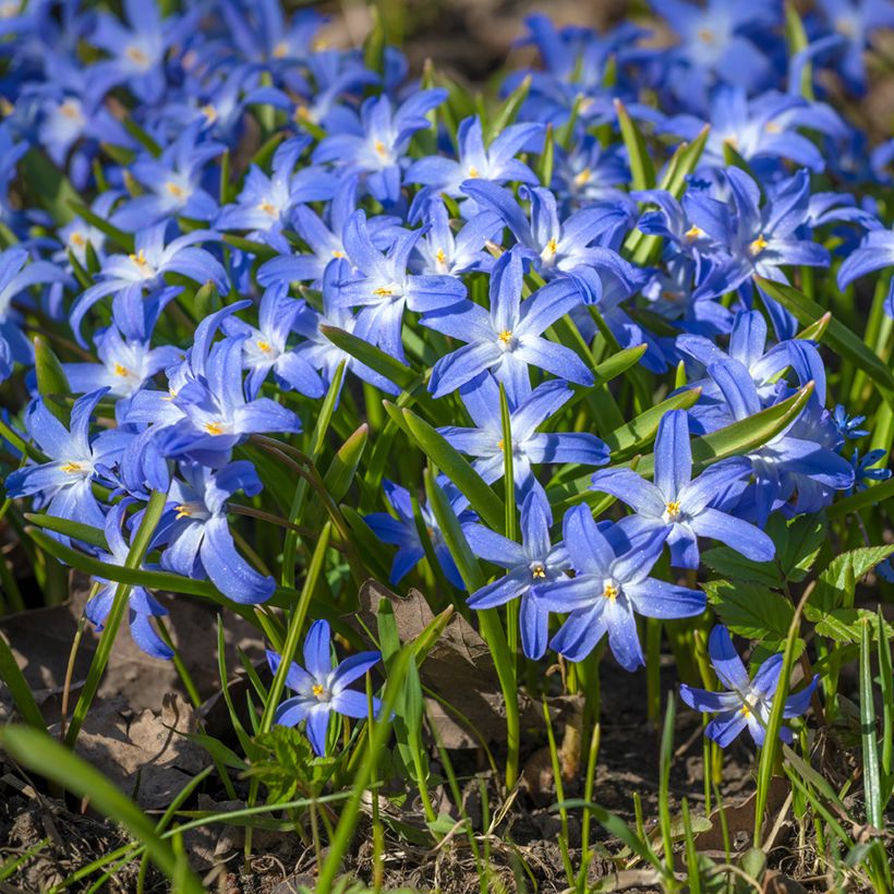 Scilla luciliae - Glória-da-neve (Hábito)