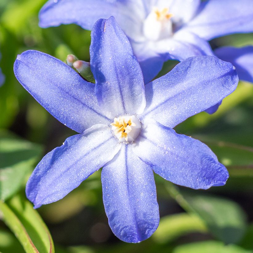 Chionodoxa sardensis (Floração)