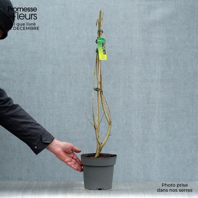 Amostra de Chitalpa de Taschkent - Chitalpa tashkentensis Summer Bells Minsum Vaso de 2 L/3 L tal como entregue no inverno